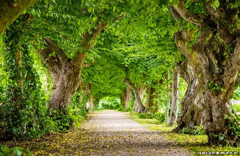 Gemeinde Reichersberg Bezirk Ried Herrengarten Park Hainbuchenallee (Dirschl Johann) Österreich RI